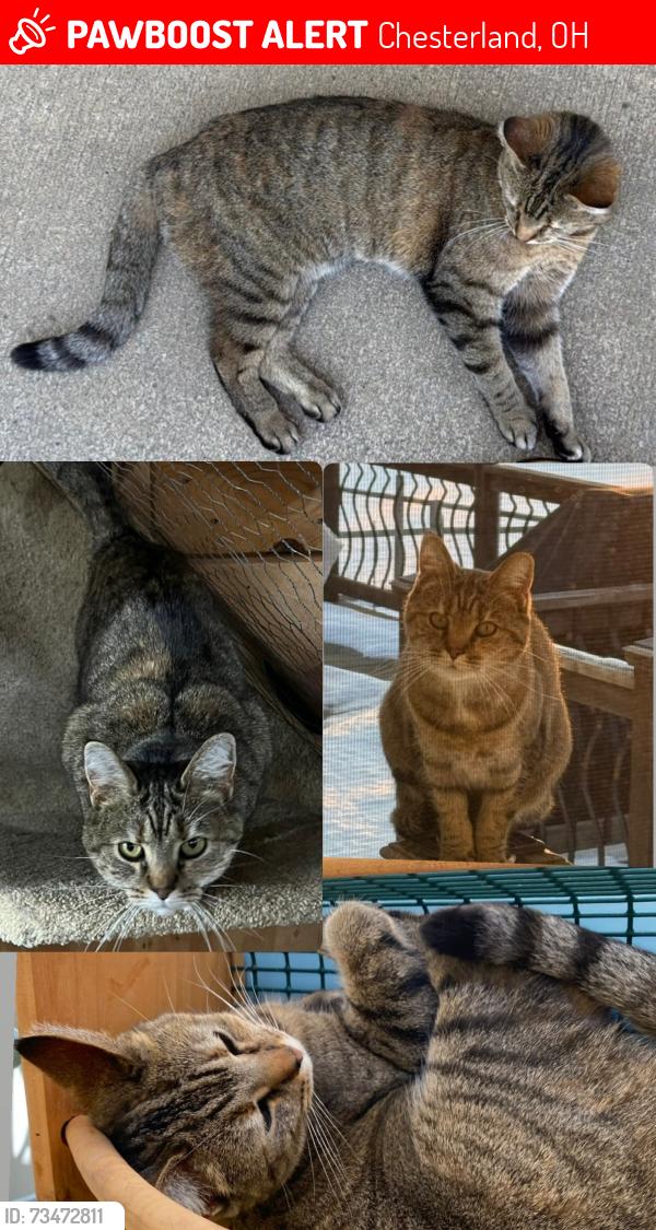 Lost Female Cat last seen Butternut Rd. and Auburn Rd., Chesterland, OH 44026