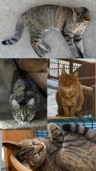 Lost Female Cat last seen Butternut Rd. and Auburn Rd., Chesterland, OH 44026