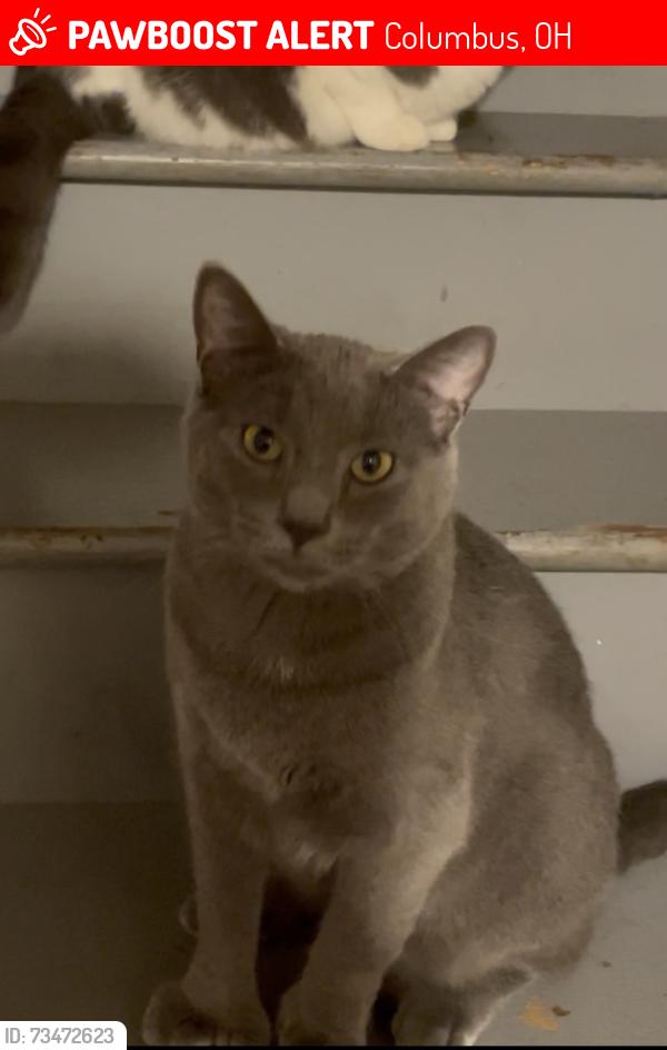 Lost Male Cat last seen Billingsley Rd and Smoky Row Rd, Columbus, OH 43235