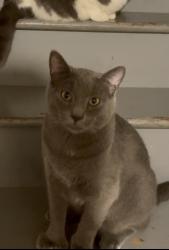 Lost Male Cat last seen Billingsley Rd and Smoky Row Rd, Columbus, OH 43235