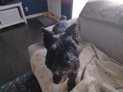 Lost Female Dog last seen Near pine street/5th street, Athens, AL 35611