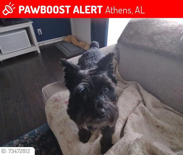 Lost Female Dog last seen Near pine street/5th street, Athens, AL 35611