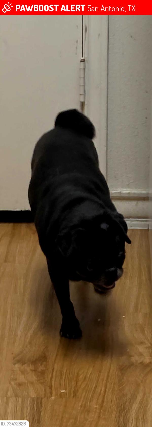 Lost Female Dog last seen Bowen, San Antonio, TX 78250