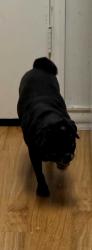 Lost Female Dog last seen Bowen, San Antonio, TX 78250