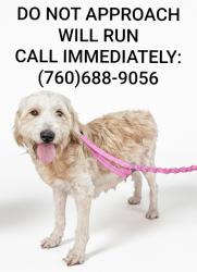Lost Female Dog last seen Birdsall Sports Park, Temecula, CA 92592