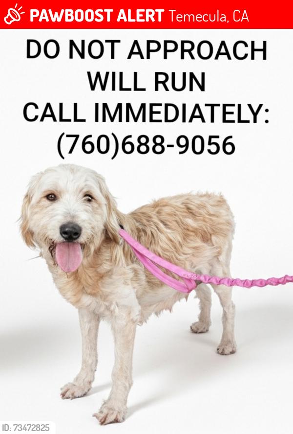 Lost Female Dog last seen Birdsall Sports Park, Temecula, CA 92592