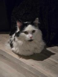 Lost Male Cat last seen Queen St. and S. Pleasant Ave., Dallastown, PA 17313