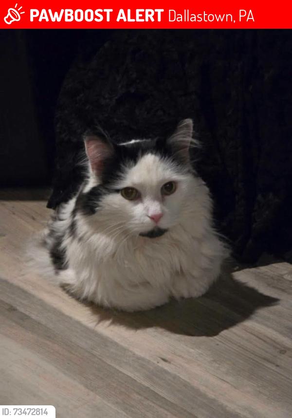 Lost Male Cat last seen Queen St. and S. Pleasant Ave., Dallastown, PA 17313