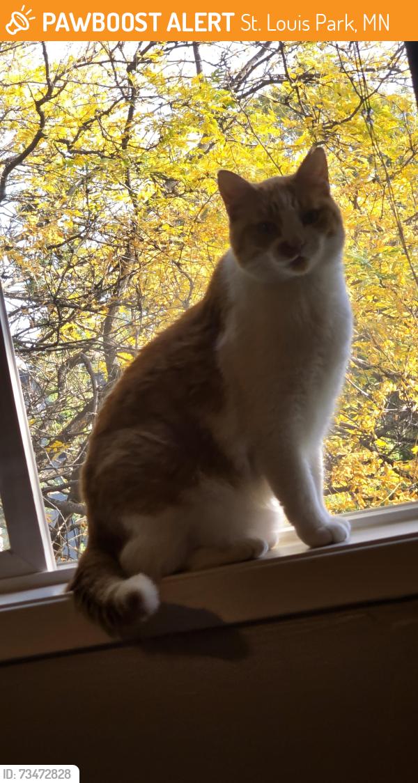 Found/Stray Male Cat last seen Cedar lake, St. Louis Park, MN 55426
