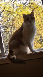 Found/Stray Male Cat last seen Cedar lake, St. Louis Park, MN 55426