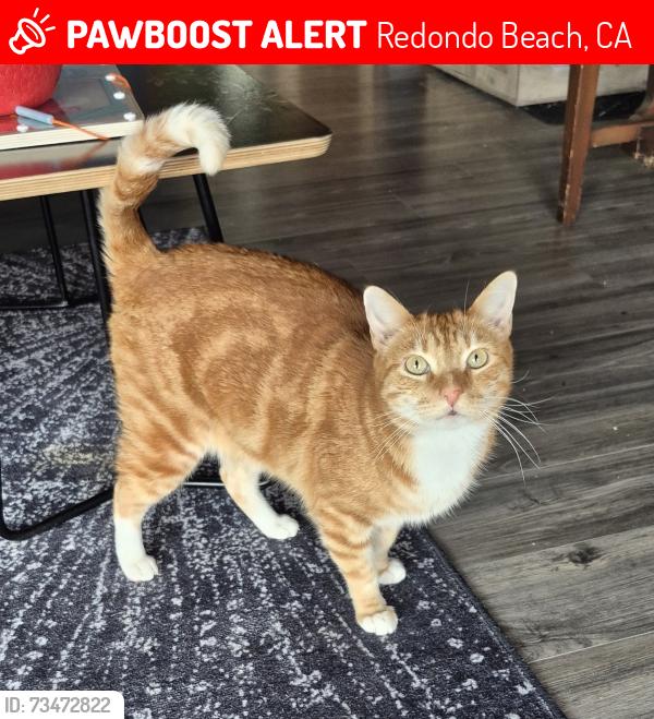 Lost Male Cat last seen Calle mayor, Redondo Beach, CA 90277