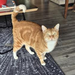 Lost Male Cat last seen Calle mayor, Redondo Beach, CA 90277