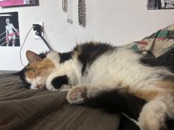 Lost Female Cat last seen Macy and Gordon, La Habra, CA 90631