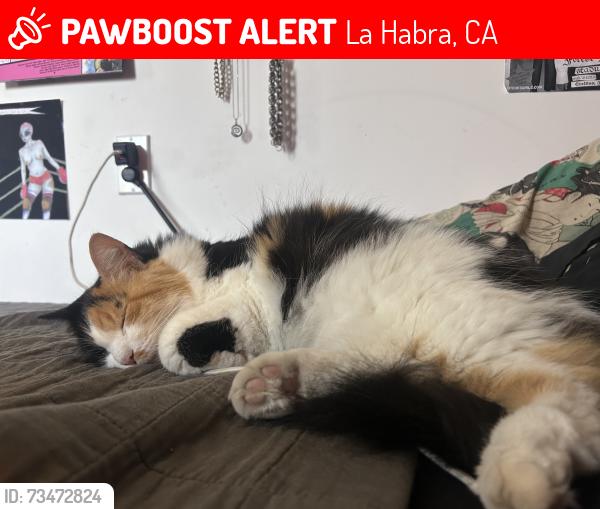 Lost Female Cat last seen Macy and Gordon, La Habra, CA 90631
