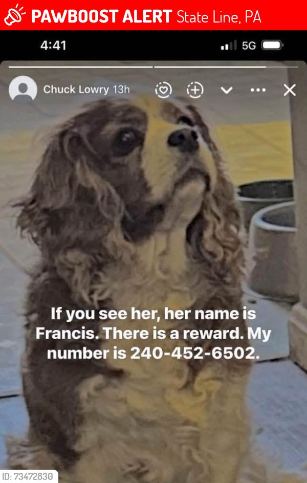 Lost Female Dog last seen Pennsylvania Ave Stateline PA, State Line, PA 21767