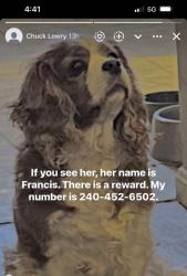 Lost Female Dog last seen Pennsylvania Ave Stateline PA, State Line, PA 21767