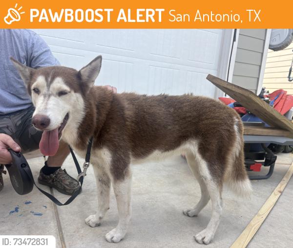 Found/Stray Female Dog last seen Sutton Farms neighborhood off on Sinclair rd, San Antonio, TX 78222