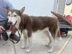 Found/Stray Female Dog last seen Sutton Farms neighborhood off on Sinclair rd, San Antonio, TX 78222