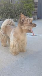 Reunited Female Dog last seen Mandola farms dr, Richmond, TX 77406