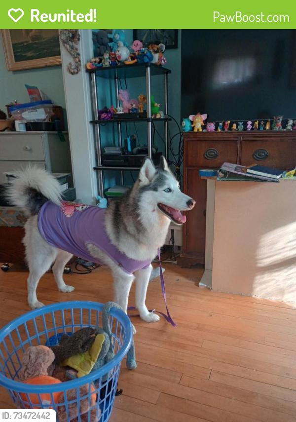 Reunited Female Dog last seen Quail Ave n and 36th Ave n, Crystal, MN 55429