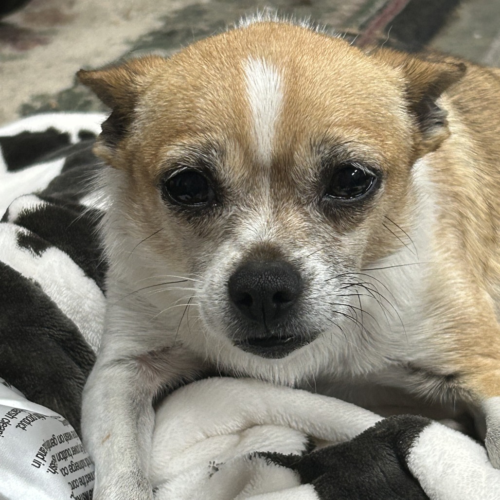 Shelter Stray Female Dog last seen , 2608 Center St, Tacoma, WA 98409, USA