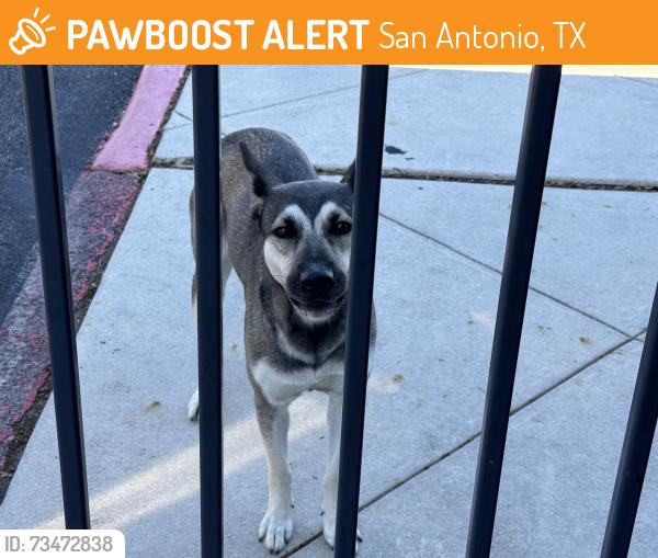 Found/Stray Female Dog last seen Westfall Library, San Antonio, TX 78201