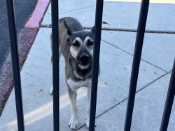 Found/Stray Female Dog last seen Westfall Library, San Antonio, TX 78201