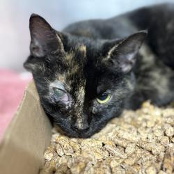 Shelter Stray Female Cat last seen , 124 Evergreen Ave, Newark, NJ 07114, USA