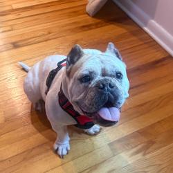 Shelter Stray Female Dog last seen , 1244 N Delsea Dr, Vineland, NJ 08360, USA