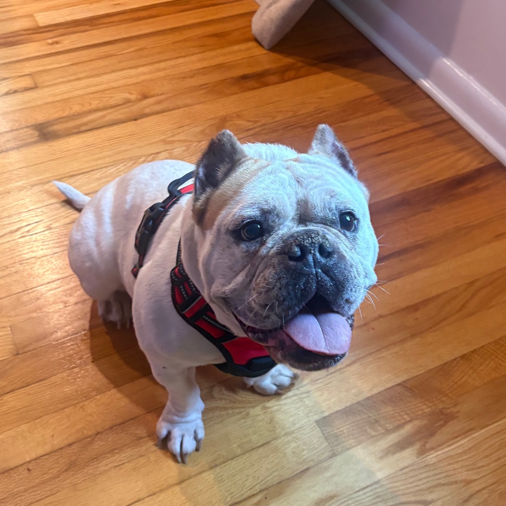 Shelter Stray Female Dog last seen , 1244 N Delsea Dr, Vineland, NJ 08360, USA