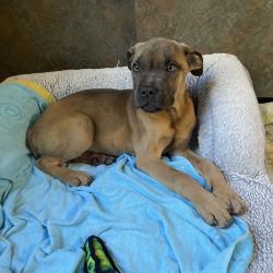Shelter Stray Female Dog last seen , 1244 N Delsea Dr, Vineland, NJ 08360, USA
