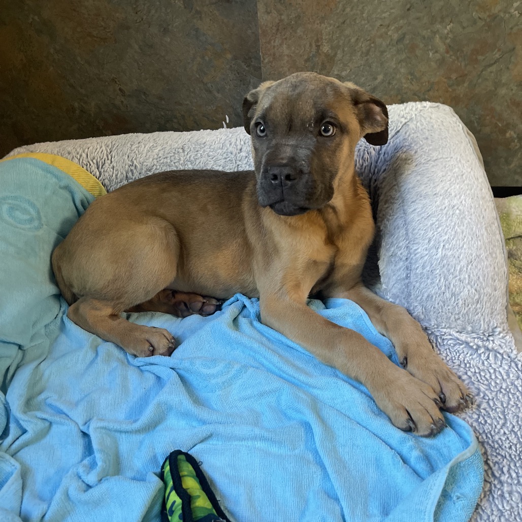 Shelter Stray Female Dog last seen , 1244 N Delsea Dr, Vineland, NJ 08360, USA