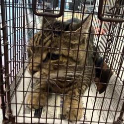 Shelter Stray Male Cat last seen , Animal Care & Control Team of Philly, 111 W Hunting Park Ave, Philadelphia, PA 19140, USA