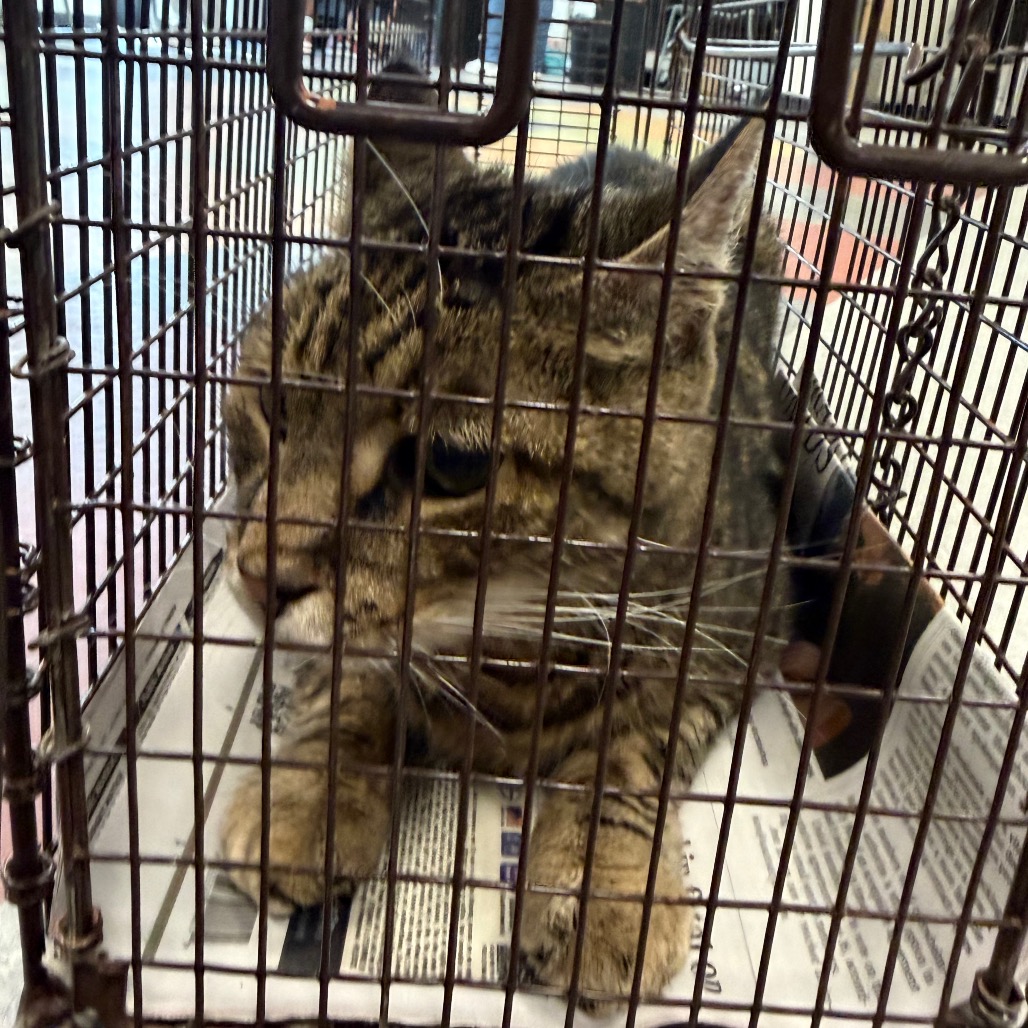 Shelter Stray Male Cat last seen , Animal Care & Control Team of Philly, 111 W Hunting Park Ave, Philadelphia, PA 19140, USA
