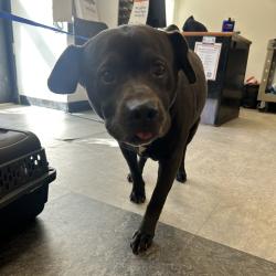 Shelter Stray Male Dog last seen , Animal Care & Control Team of Philly, 111 W Hunting Park Ave, Philadelphia, PA 19140, USA