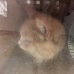 Shelter Stray Male Cat last seen , Animal Care & Control Team of Philly, 111 W Hunting Park Ave, Philadelphia, PA 19140, USA