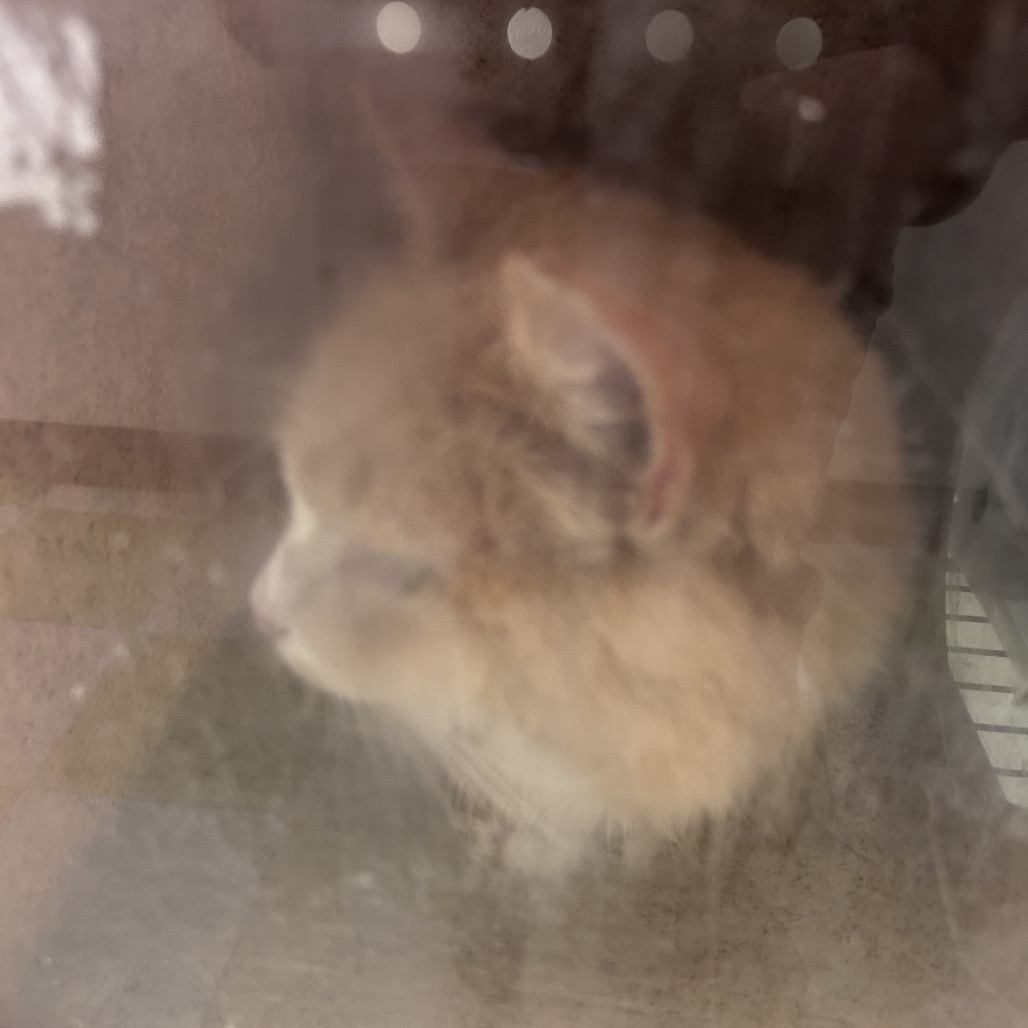 Shelter Stray Male Cat last seen , Animal Care & Control Team of Philly, 111 W Hunting Park Ave, Philadelphia, PA 19140, USA
