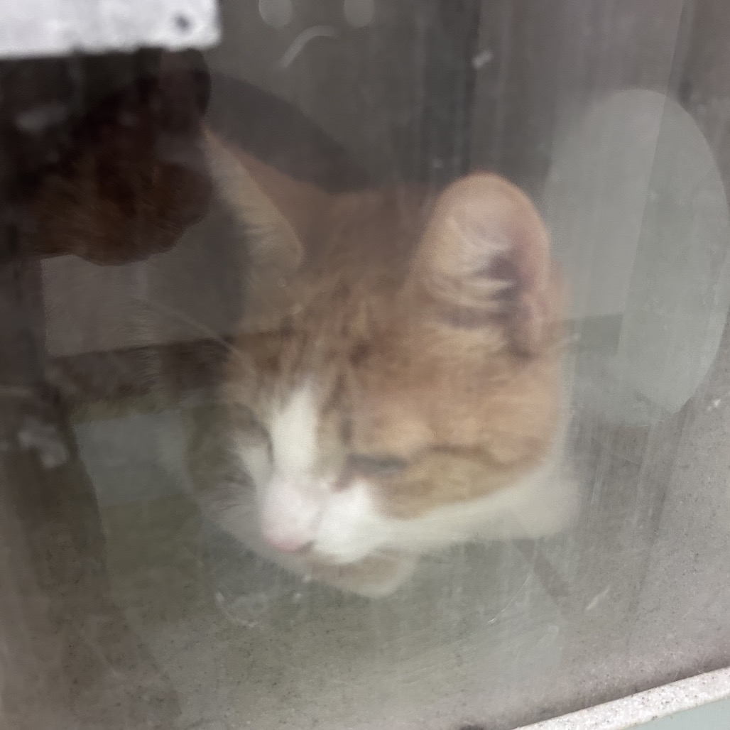 Shelter Stray Male Cat last seen , Animal Care & Control Team of Philly, 111 W Hunting Park Ave, Philadelphia, PA 19140, USA
