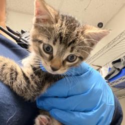 Shelter Stray Male Cat last seen , Animal Care & Control Team of Philly, 111 W Hunting Park Ave, Philadelphia, PA 19140, USA