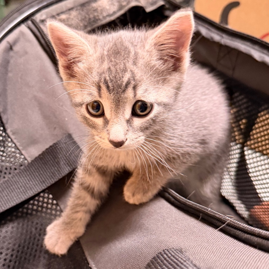 Shelter Stray Male Cat last seen , Animal Care & Control Team of Philly, 111 W Hunting Park Ave, Philadelphia, PA 19140, USA