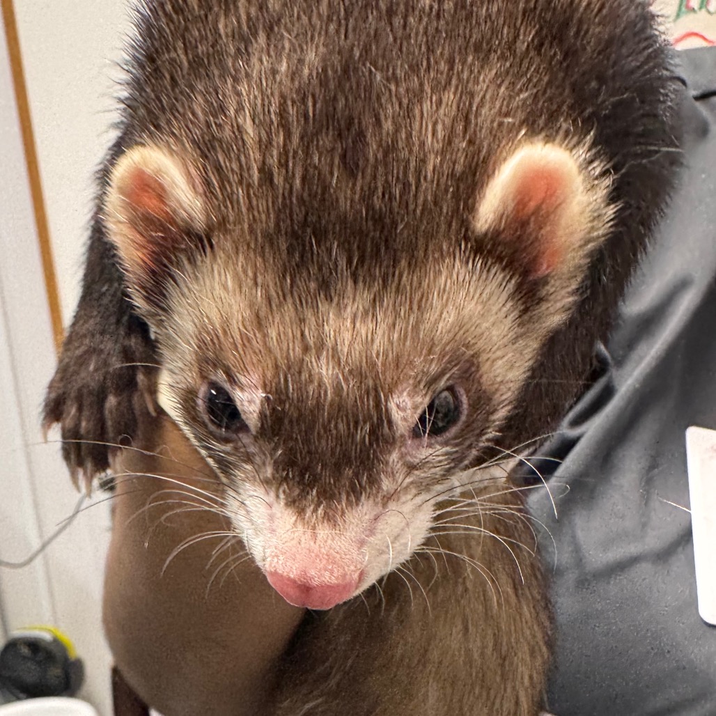 Shelter Stray Male Other last seen , 3607 N Armenia Ave, Tampa, FL 33607, USA