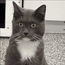 Shelter Stray Female Cat last seen , 3607 N Armenia Ave, Tampa, FL 33607, USA