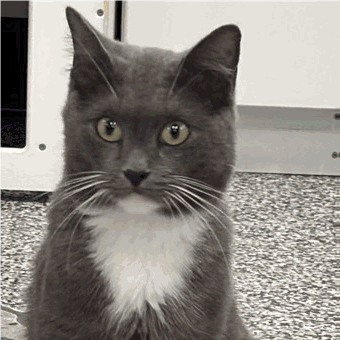 Shelter Stray Female Cat last seen , 3607 N Armenia Ave, Tampa, FL 33607, USA