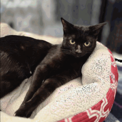 Shelter Stray Female Cat last seen , 3607 N Armenia Ave, Tampa, FL 33607, USA