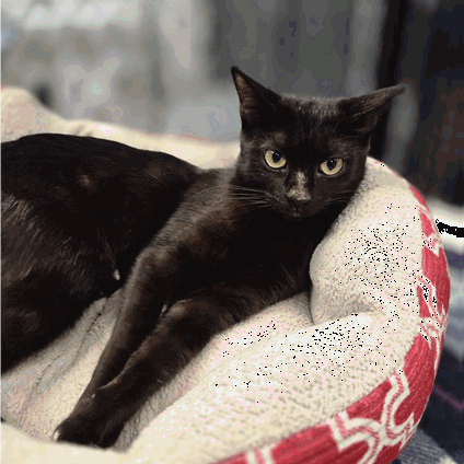 Shelter Stray Female Cat last seen , 3607 N Armenia Ave, Tampa, FL 33607, USA