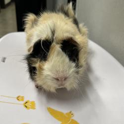 Shelter Stray Male Other last seen , 3607 N Armenia Ave, Tampa, FL 33607, USA