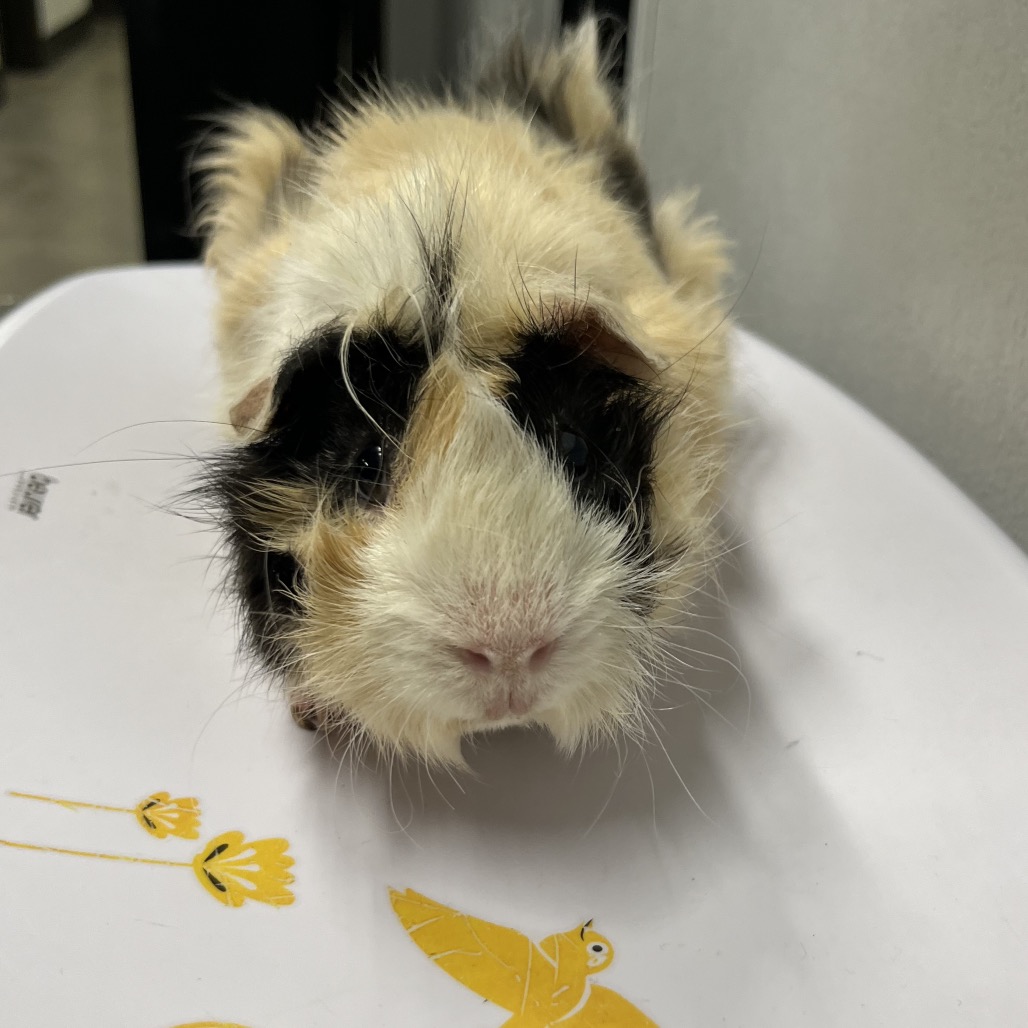 Shelter Stray Male Other last seen , 3607 N Armenia Ave, Tampa, FL 33607, USA