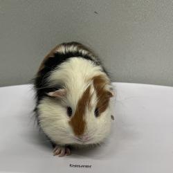 Shelter Stray Male Other last seen , 3607 N Armenia Ave, Tampa, FL 33607, USA