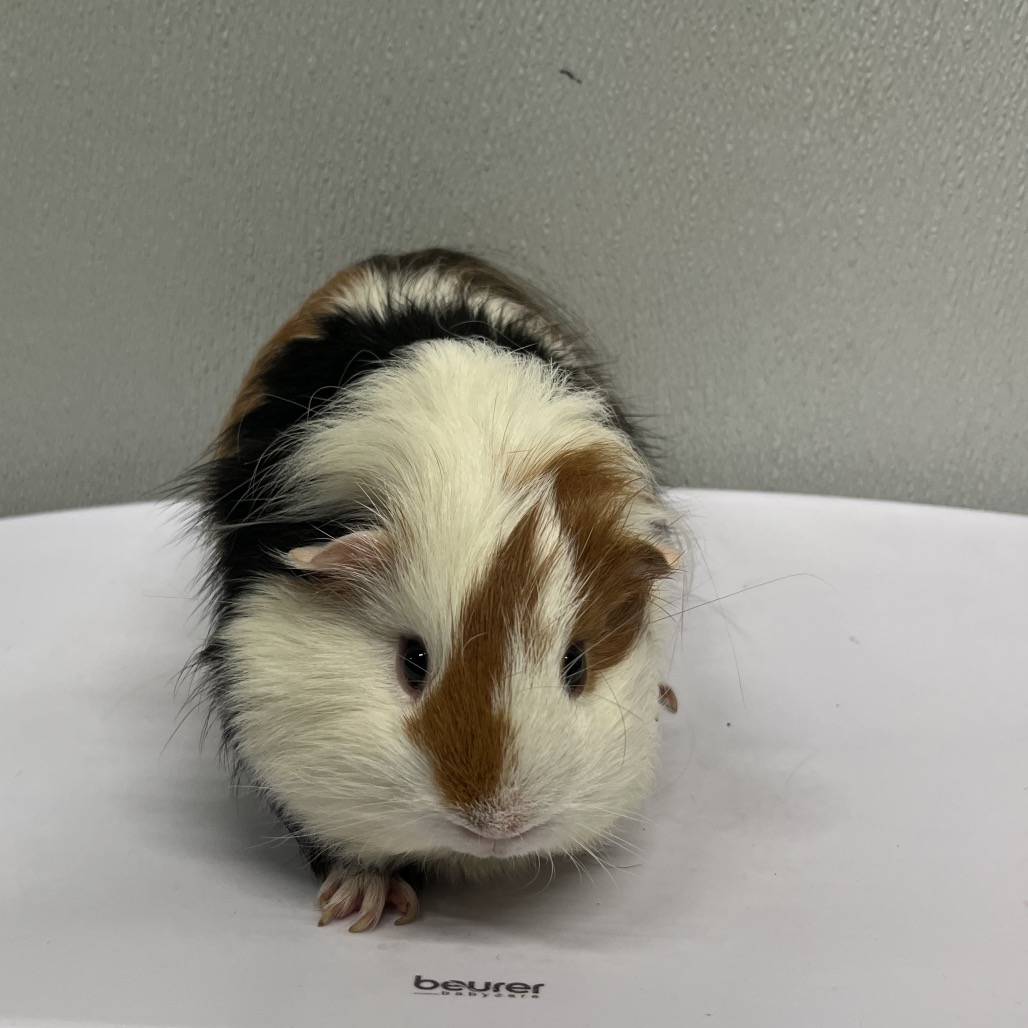 Shelter Stray Male Other last seen , 3607 N Armenia Ave, Tampa, FL 33607, USA
