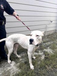 Found/Stray Male Dog last seen Near amistad loop, College Station, TX 77845